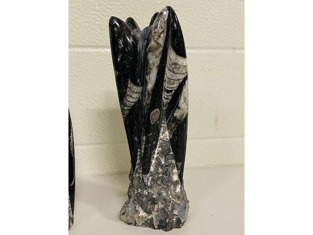 2x orthoceras toren - afbeelding 4 van  5