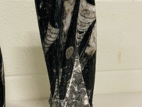 2x orthoceras toren - afbeelding 4 van  5