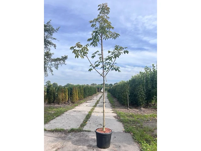 2x paardenkastanje, aescules 'autumn splendor', bloesemboom, ca. 3-3.5 m hoog - afbeelding 1 van  3