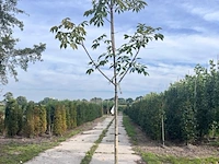 2x paardenkastanje, aescules 'autumn splendor', bloesemboom, ca. 3-3.5 m hoog
