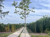 2x paardenkastanje, aescules 'autumn splendor', bloesemboom, ca. 3-3.5 m hoog - afbeelding 2 van  3