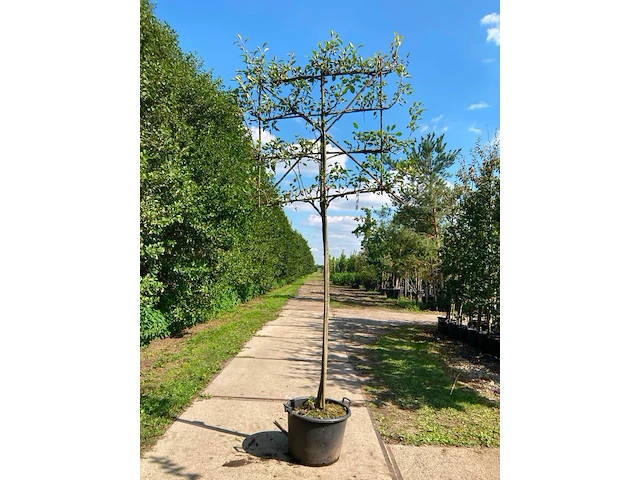 2x perenboom, pyrus 'doyenne du comicé', leiboom, ca. 180 cm stamhoogte - afbeelding 1 van  3