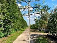 2x perenboom, pyrus 'doyenne du comicé', leiboom, ca. 180 cm stamhoogte