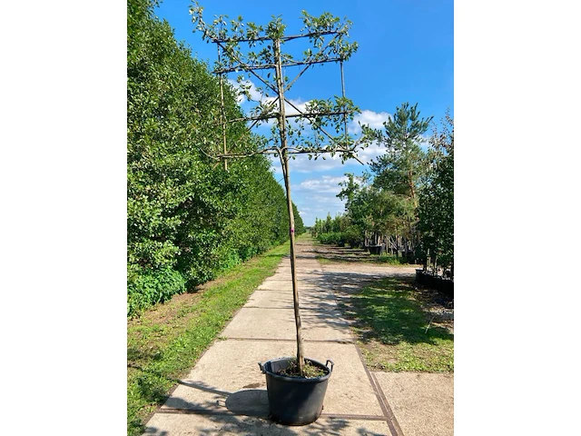 2x perenboom, pyrus 'doyenne du comicé', leiboom, ca. 180 cm stamhoogte - afbeelding 2 van  3