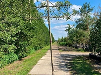 2x perenboom, pyrus 'doyenne du comicé', leiboom, ca. 180 cm stamhoogte - afbeelding 2 van  3