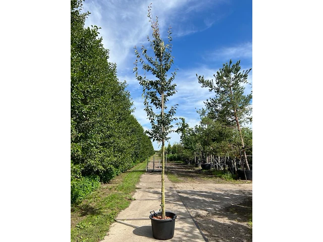 2x perzisch ijzerhout, parrotia persica, hoogstam, rode herfstkleur, ca. 3.5-4 m hoog - afbeelding 1 van  2