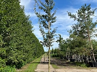 2x perzisch ijzerhout, parrotia persica, hoogstam, rode herfstkleur, ca. 3.5-4 m hoog