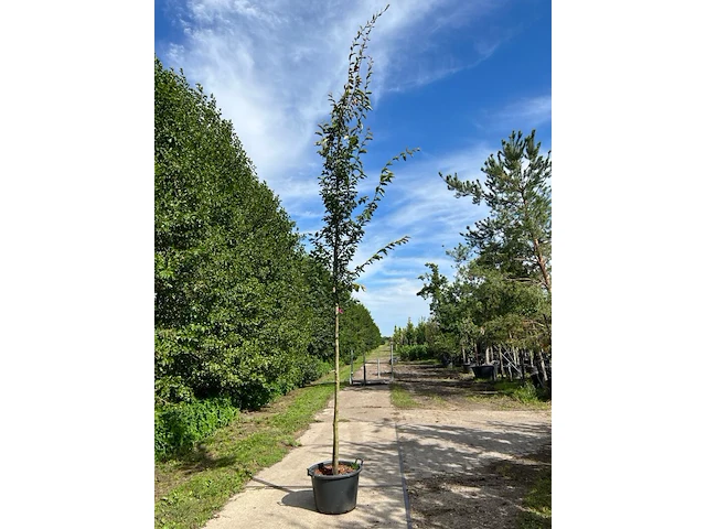 2x perzisch ijzerhout, parrotia persica, hoogstam, rode herfstkleur, ca. 3.5-4 m hoog - afbeelding 2 van  2