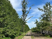 2x perzisch ijzerhout, parrotia persica, hoogstam, rode herfstkleur, ca. 3.5-4 m hoog - afbeelding 2 van  2