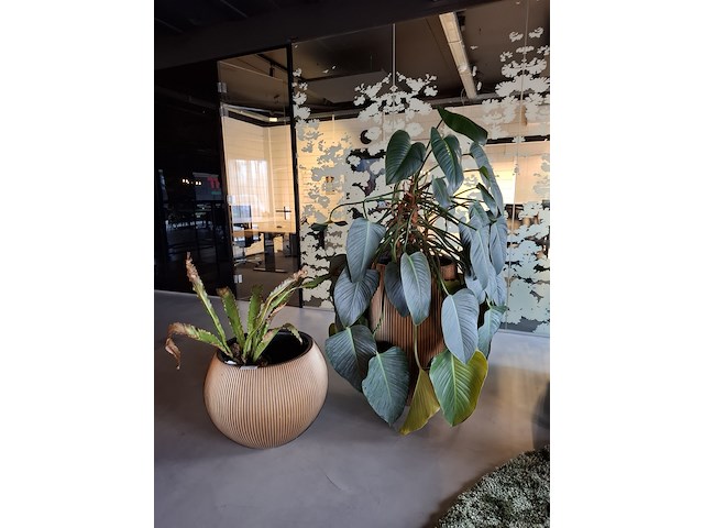 2x plant in pot - afbeelding 1 van  7