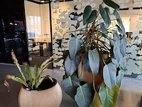 2x plant in pot - afbeelding 1 van  7