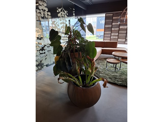 2x plant in pot - afbeelding 2 van  7