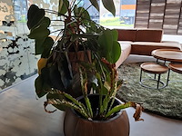 2x plant in pot - afbeelding 2 van  7