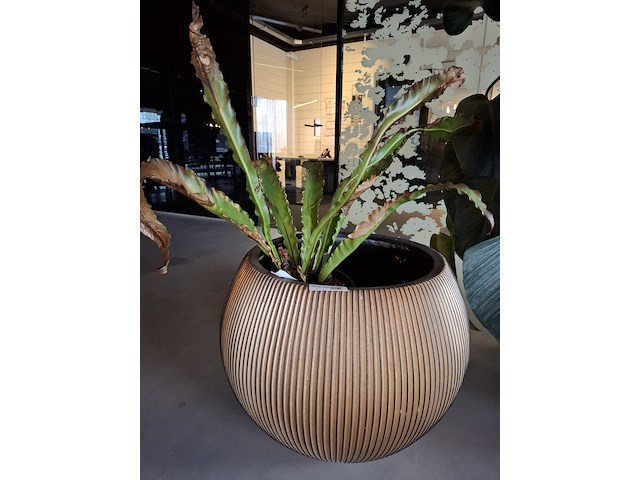 2x plant in pot - afbeelding 3 van  7