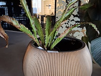 2x plant in pot - afbeelding 3 van  7