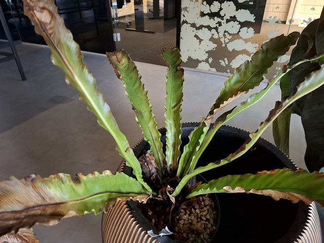 2x plant in pot - afbeelding 4 van  7