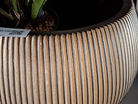 2x plant in pot - afbeelding 5 van  7