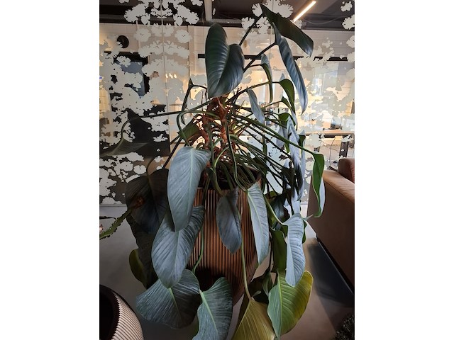 2x plant in pot - afbeelding 6 van  7