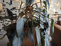 2x plant in pot - afbeelding 6 van  7