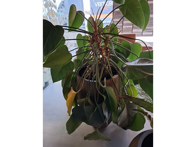 2x plant in pot - afbeelding 7 van  7