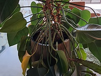 2x plant in pot - afbeelding 7 van  7