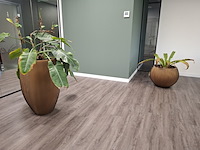 2x plant in pot - afbeelding 1 van  7