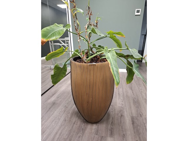 2x plant in pot - afbeelding 2 van  7