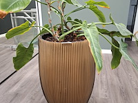 2x plant in pot - afbeelding 2 van  7