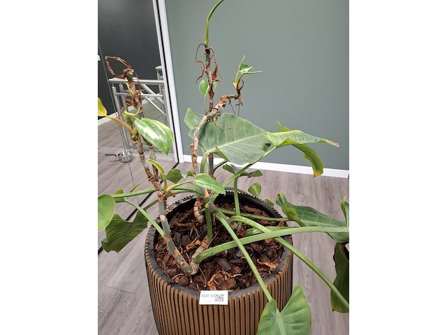 2x plant in pot - afbeelding 3 van  7