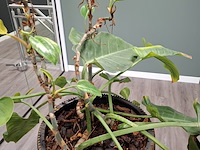 2x plant in pot - afbeelding 3 van  7