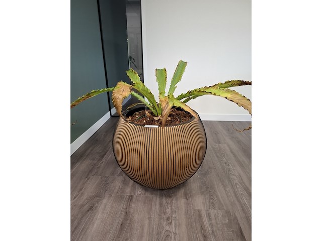 2x plant in pot - afbeelding 5 van  7