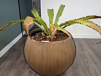 2x plant in pot - afbeelding 5 van  7