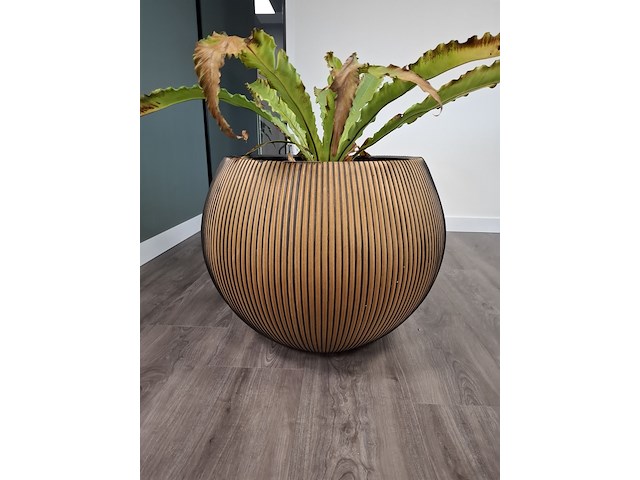 2x plant in pot - afbeelding 6 van  7