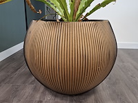 2x plant in pot - afbeelding 6 van  7