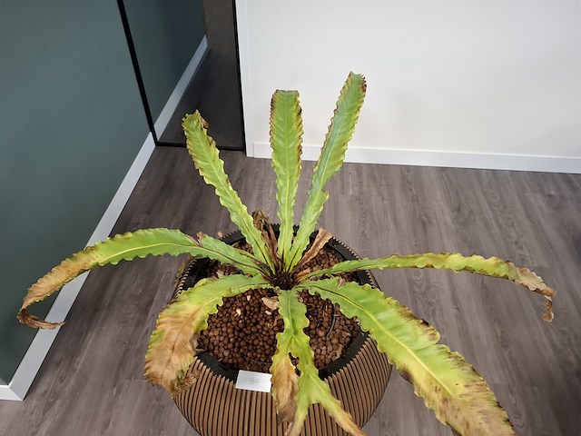 2x plant in pot - afbeelding 7 van  7