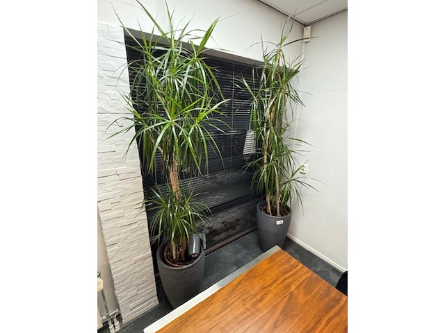 2x plant in pot - afbeelding 1 van  4