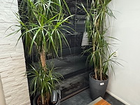 2x plant in pot - afbeelding 1 van  4