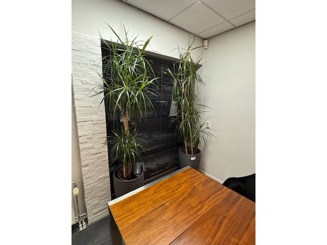 2x plant in pot - afbeelding 4 van  4