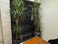 2x plant in pot - afbeelding 4 van  4