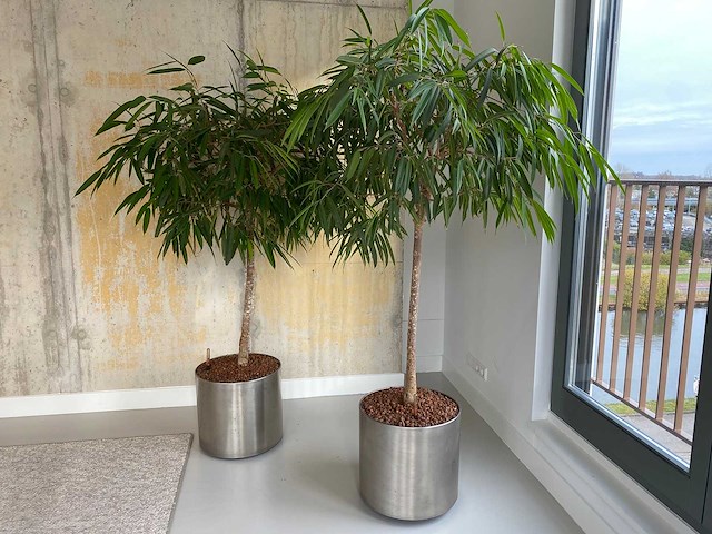 2x plant met verrijdbare pot h210 - afbeelding 1 van  8