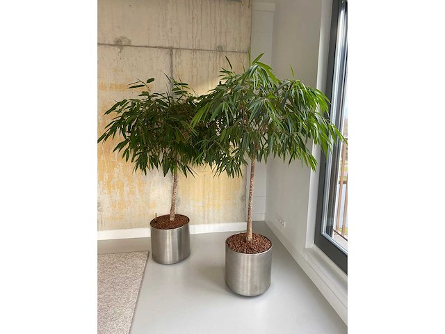 2x plant met verrijdbare pot h210 - afbeelding 2 van  8