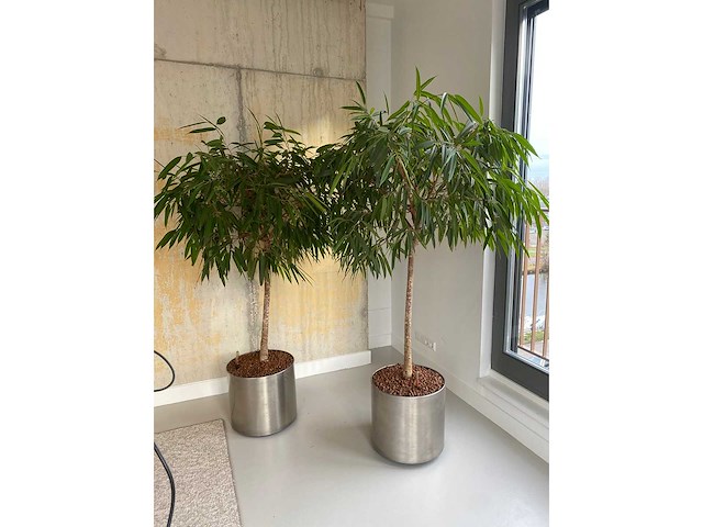 2x plant met verrijdbare pot h210 - afbeelding 3 van  8