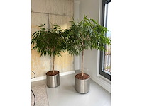2x plant met verrijdbare pot h210 - afbeelding 3 van  8