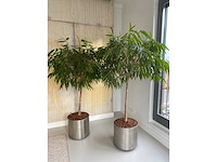 2x plant met verrijdbare pot h210 - afbeelding 4 van  8