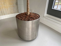 2x plant met verrijdbare pot h210 - afbeelding 5 van  8