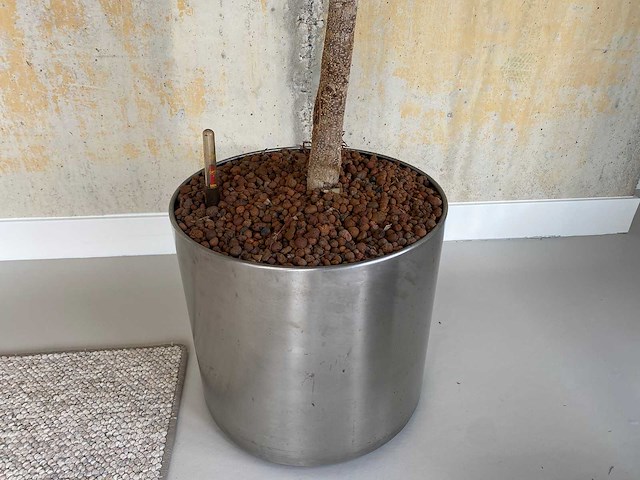 2x plant met verrijdbare pot h210 - afbeelding 6 van  8