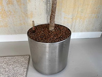 2x plant met verrijdbare pot h210 - afbeelding 6 van  8