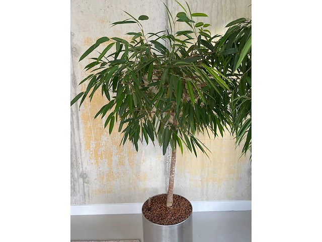 2x plant met verrijdbare pot h210 - afbeelding 7 van  8