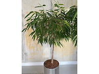 2x plant met verrijdbare pot h210 - afbeelding 7 van  8