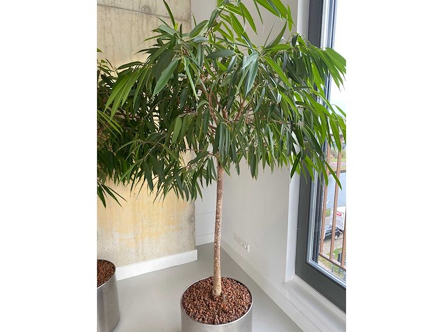 2x plant met verrijdbare pot h210 - afbeelding 8 van  8